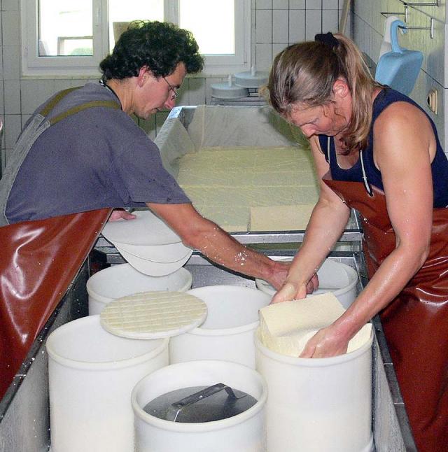 Der in Würfel geschnittene Käseteig wird zu runden Laiben gepresst