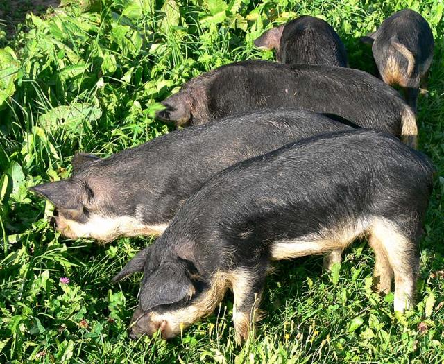 Glückliche Wollschwein-Ferkel