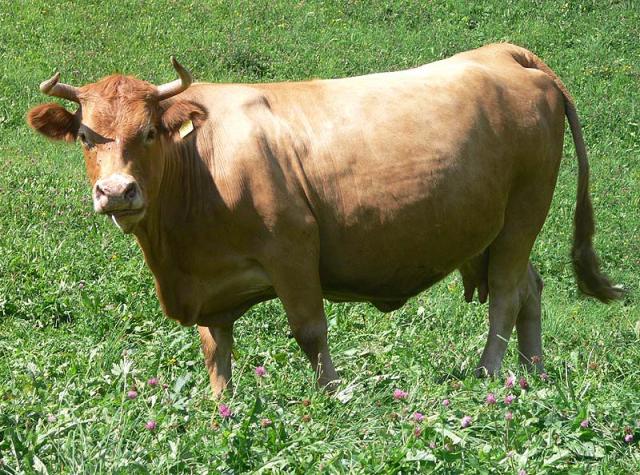 Zuschauerin am Wegesrand