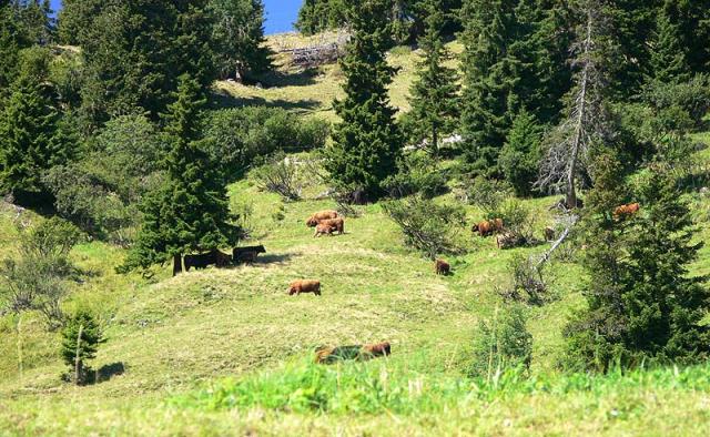 Die Hochlandrinder auf der Weide