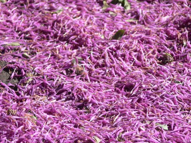 Rosenmelisse Puschlav